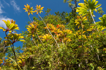 夏威夷郁郁葱葱的植被图片