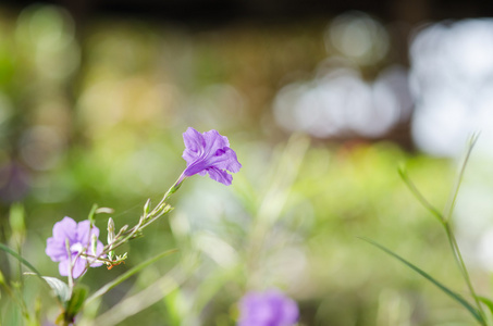 ruellia 荸荠花