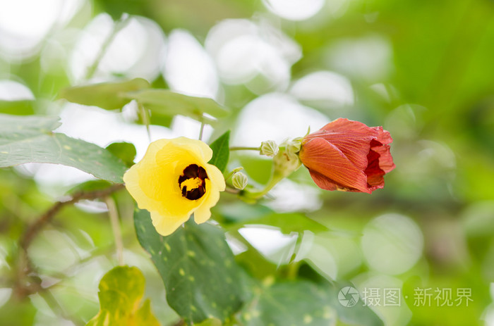 鞋花或芙蓉