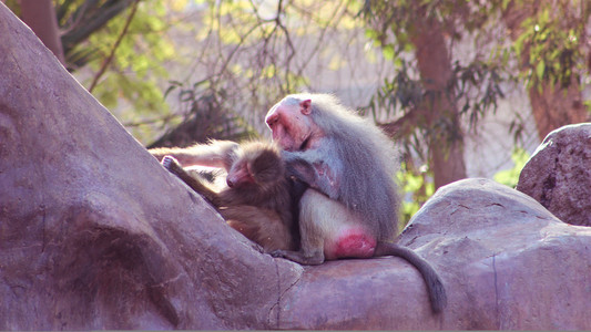 狒狒猴子在动物园里冷图片