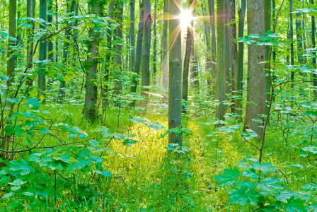 早晨的太阳光线在夏天在森林里