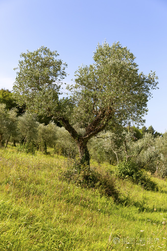 在托斯卡纳的青橄榄树