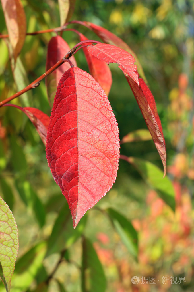 秋天的颜色绿色背景红叶