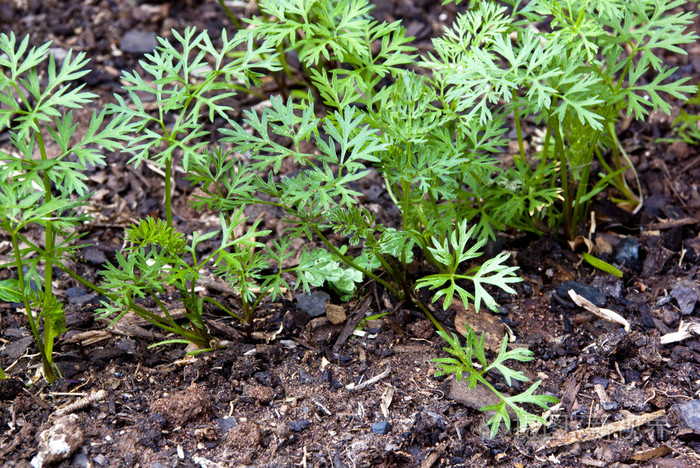 在肥沃的土壤中生长的幼芽胡萝卜幼苗