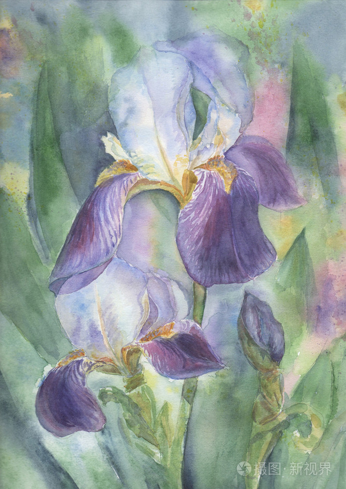 鸢尾花