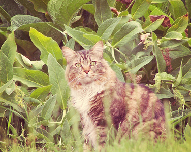 室外的花园里的猫