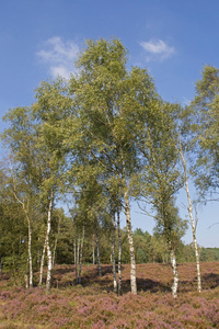 荷兰石南的桦树