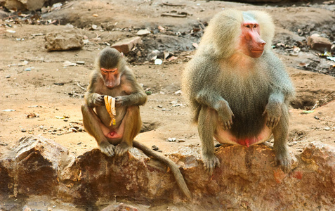 狒狒猴子在动物园里冷图片