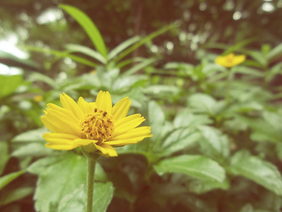 黄色的花朵