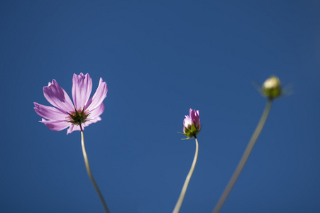 波斯菊