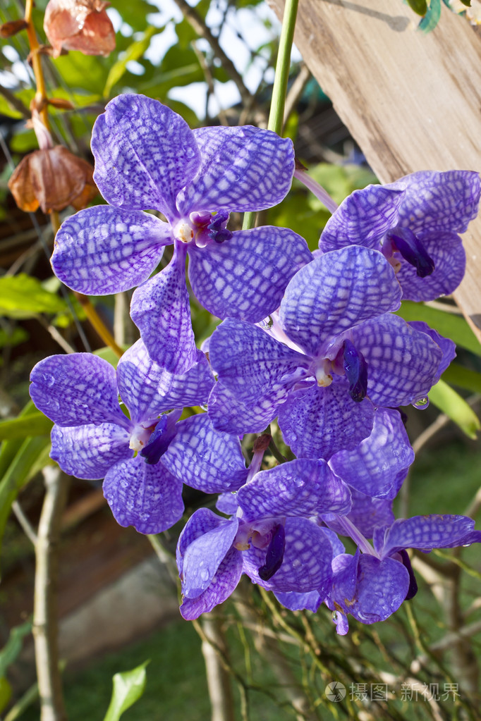 泰国兰花花