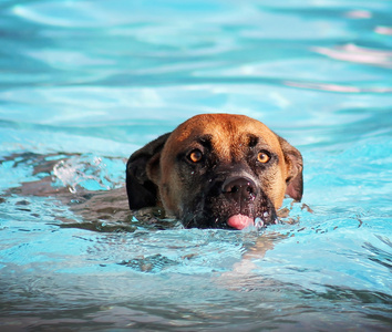 小狗在游泳池图片