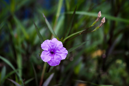 紫色的花