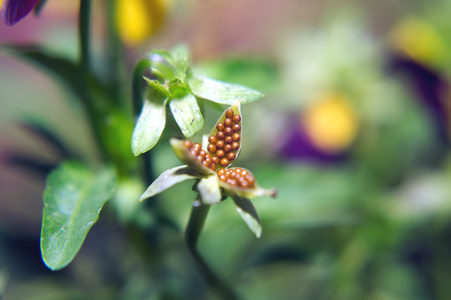 花不