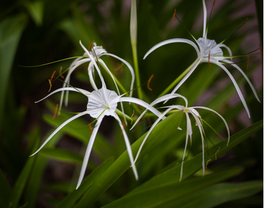 白蜘蛛百合花卉蕉沙参