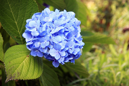 绣球花的花朵