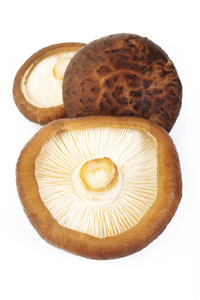 新鲜香菇孤立在白色的背景