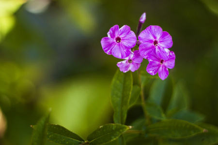 花不