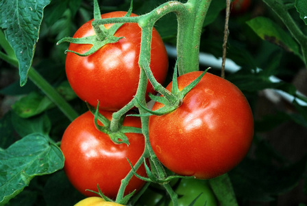 新鲜红番茄的温室