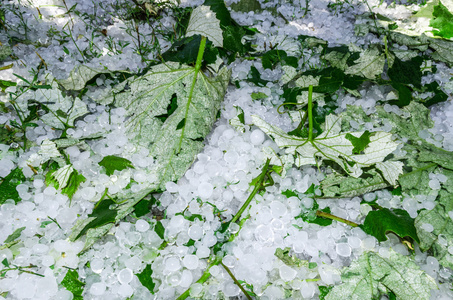 冰雹冰球在一场大雨后的草