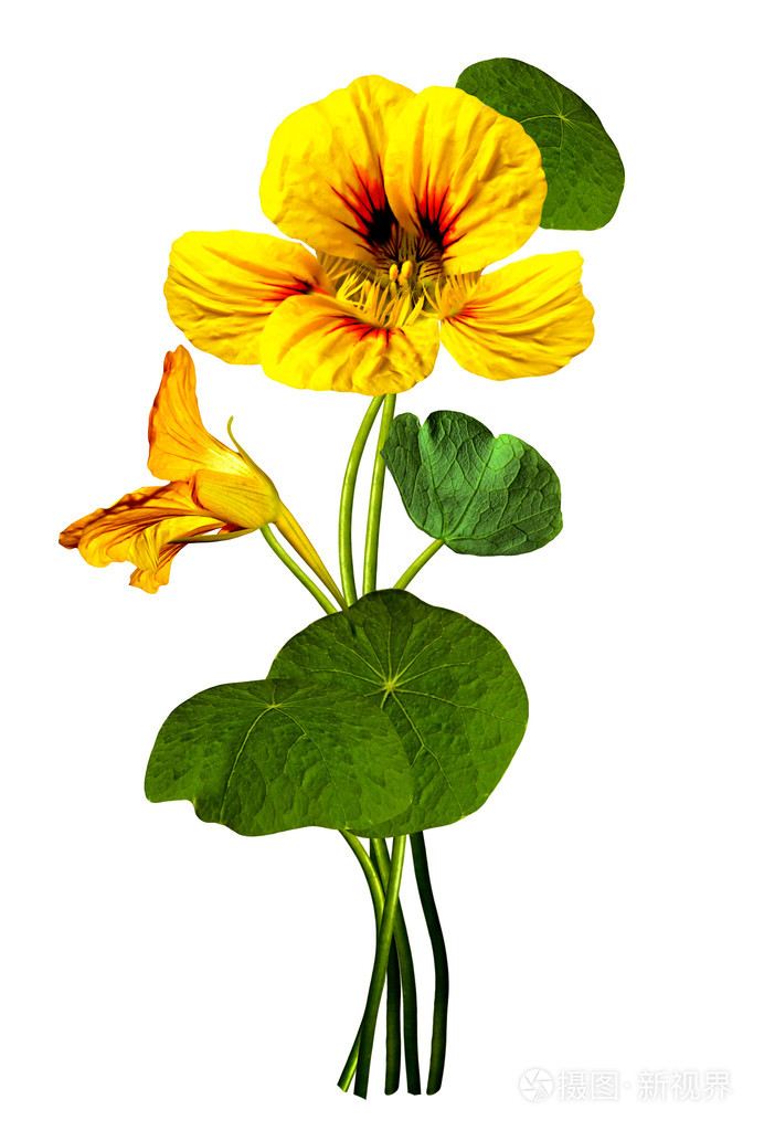 旱金莲孤立的白色背景上的花