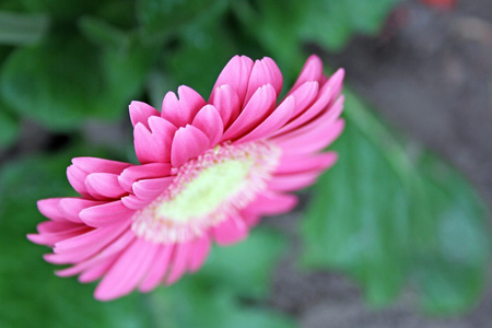 非洲菊花卉