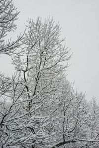 雪盖分支机构图片