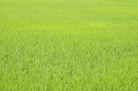 翠绿的稻田在泰国