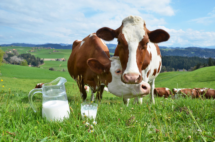 牛奶和奶牛
