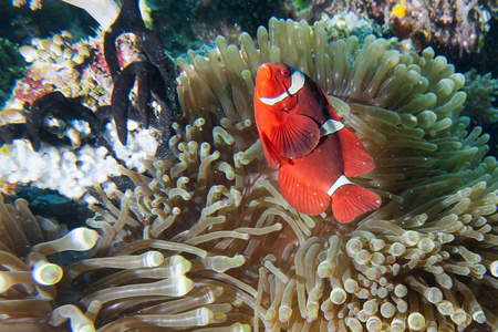 在海葵拉贾安帕巴布亚的红色小丑鱼。