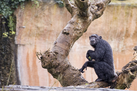 猿黑猩猩猴子