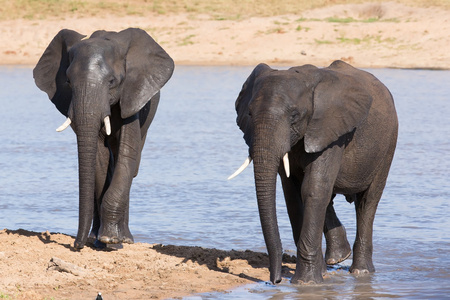 大象走在水必须喝凉下来就和热 d