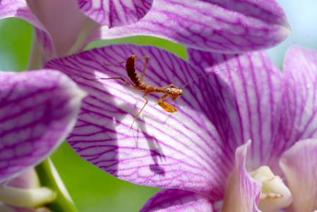 步行花螳螂,粉色兰花螳螂照片