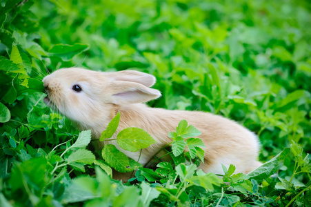 在绿草的小兔子