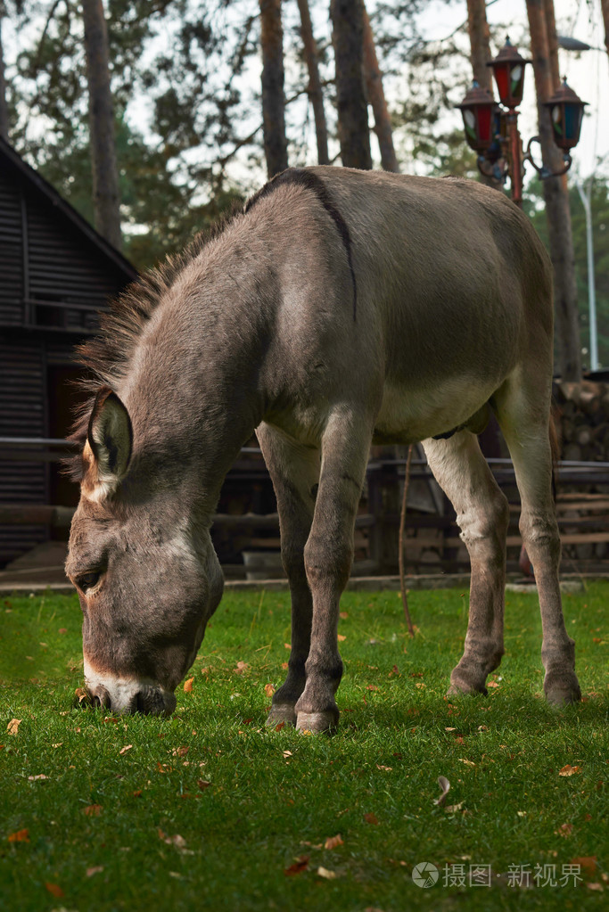 在草地上吃草的驴