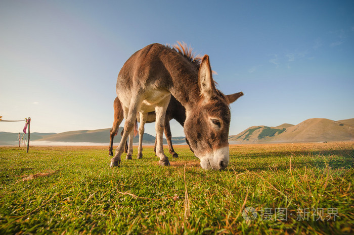 在蒙特锡比利尼山脚下吃草的驴