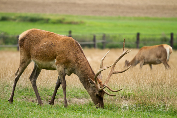 在草地上吃草的鹿