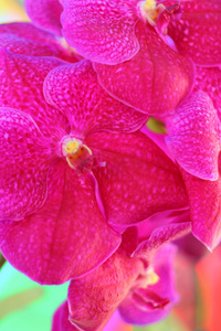 粉红色的兰花花的性质
