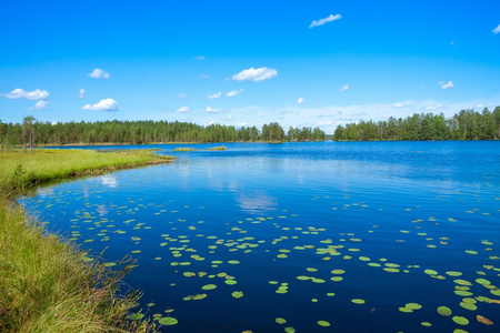 在湖的夏天风景