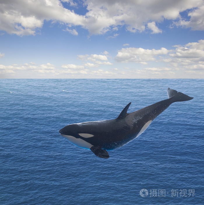 跳跃的虎鲸