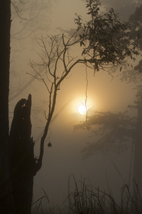 在尼泊尔丛林中的薄雾日出