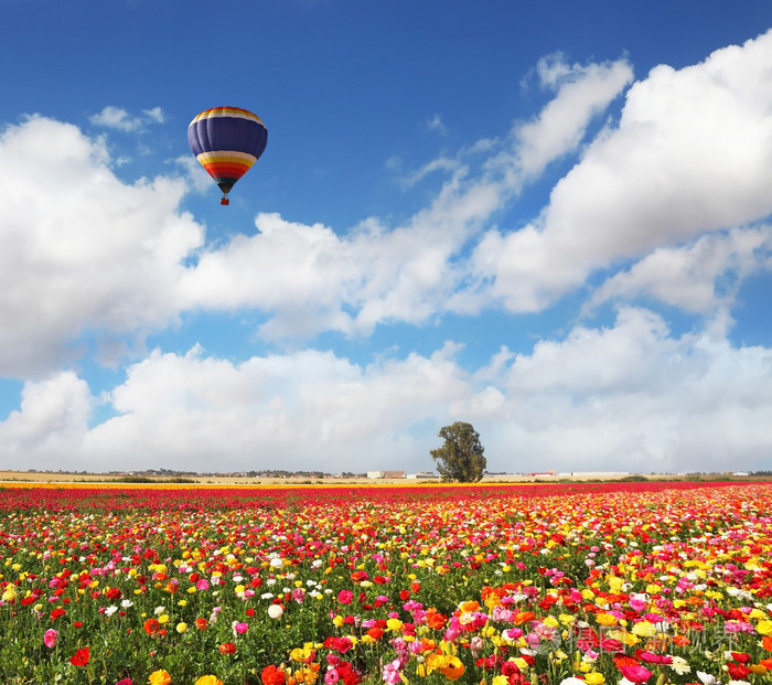 领域的五颜六色盛开的花毛茛
