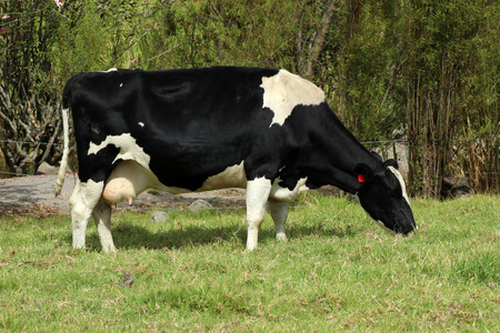 荷斯坦奶牛在一块草地上