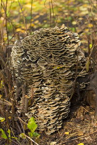 在白色背景的树桩蘑菇