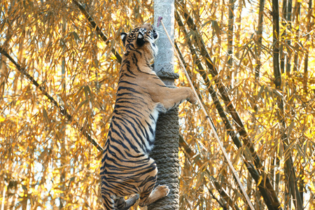 Bengal Tiger