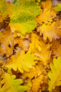 黄色秋天的树叶背景