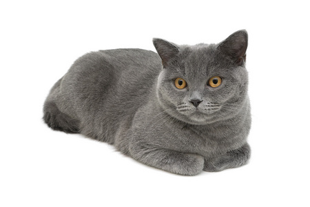 只灰色的猫 直繁殖苏格兰 特写白色背景上