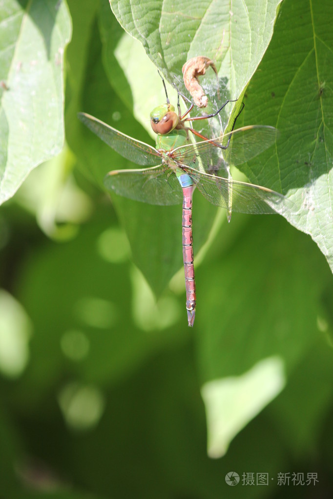 蜻蜓常见绿色达纳阿奈克斯朱纽斯