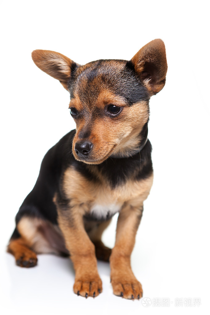 坐在白色背景上的狗