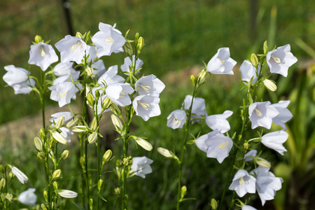 白色铃铛花图片